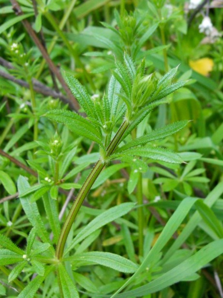 Galium aparine